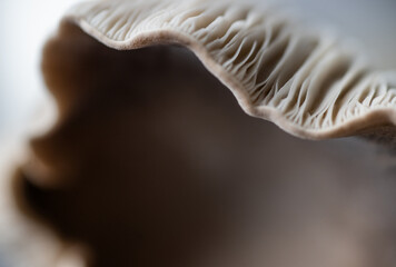 Macro Close up of Blue Oyster Mushroom Gills and Stem