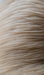 Macro Close up of Blue Oyster Mushroom Gills and Stem