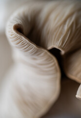 Macro Close up of Blue Oyster Mushroom Gills and Stem