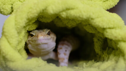 A close-up of a leopard gecko nestled inside a green fabric hideaway, showcasing its vibrant...