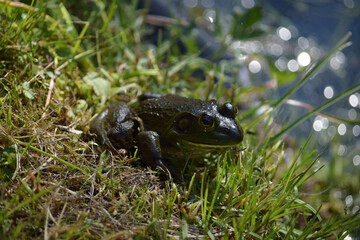 frog in the grass near a pond