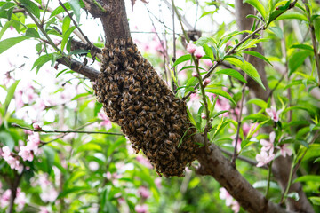 Bee hive