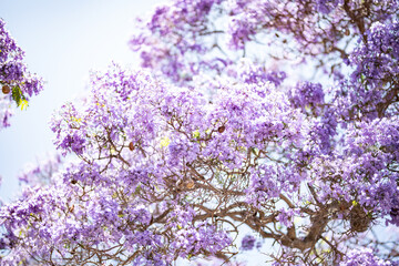 jacaranda