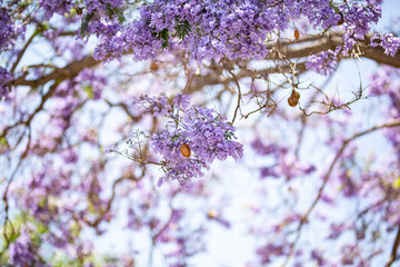 Jacaranda