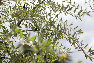 Olive tree