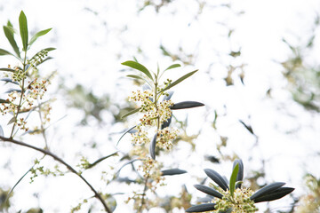Blooming olive tree