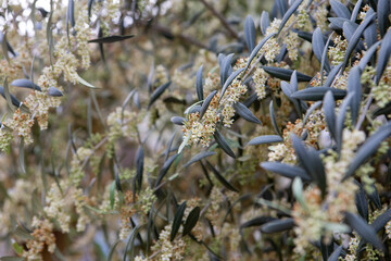 Olive tree branch