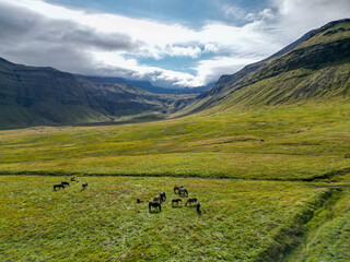 Iceland Wild Horses