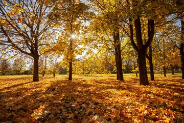 Fototapeta premium Orange trees leaves in city park. Beautiful autumn tree