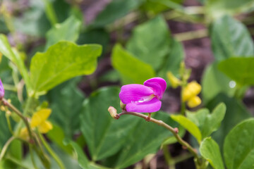 Vibrant purple flower among green leaves.