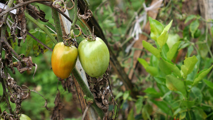Close up yellowish green tomatoes that are not fully ripe, hanging on branches surrounded by other green plants and dry leaves.