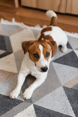 Cute Jack Russell Terrier dog is lying on the rug and looking at the camera. Playful white and brown dog is looking happy