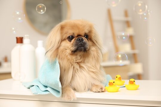 Cute Pekingese dog with towel, bottles, rubber ducks and bubbles in bathroom. Pet hygiene