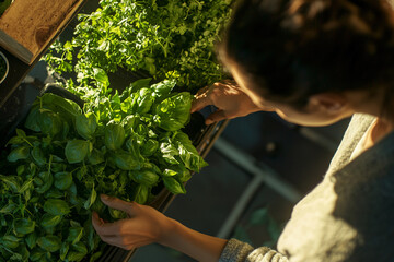 Obraz premium The person leans slightly to choose fresh herbs, with bunches of parsley and basil displayed under warm, realistic daylight from overhead.