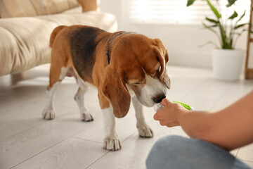 Owner giving toy to cute dog at home, closeup. Playing with pet