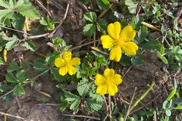 Beautiful Potentilla verna (Spring Cinquefoil) plants with yellow flowers in spring season