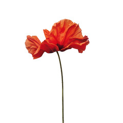Vibrant red flower transparent background botanical art studio environment close-up view nature concept