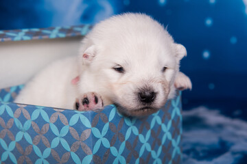 White small Samoyed puppy dog in a gift box