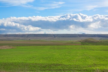 beautiful view in farm field with rural plants