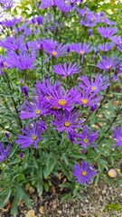 Fototapeta premium Purple flowers of asters in the garden. Selective focus