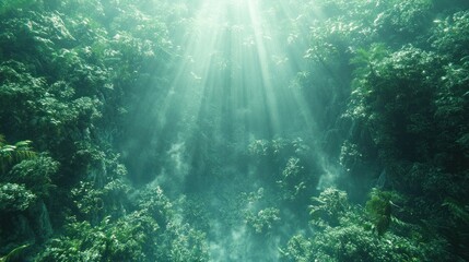 Obraz premium Sunbeams penetrate underwater forest.