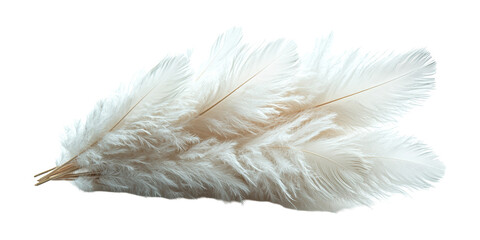 White feather cluster isolated on transparent background