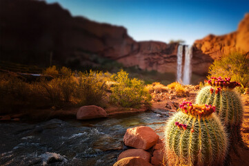 cactus in the desert