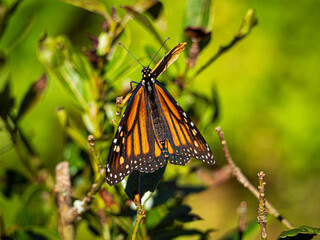 Monarch Butterfly's Wings