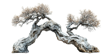 Gnarled bonsai tree branches isolated on transparent background