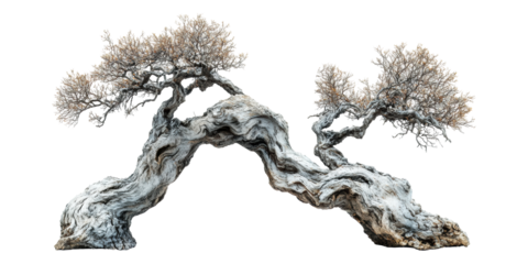 Gnarled bonsai tree branches isolated on transparent background