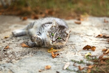 A beautiful Cat waiting on outdoor
