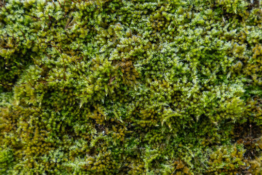 arri&egrave;re plan avec de la mousse bien verte en hiver, en transparence, png