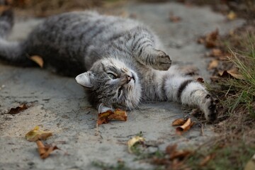 A beautiful Cat waiting on outdoor