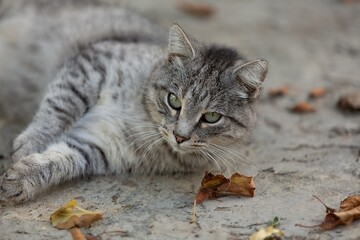 A beautiful Cat waiting on outdoor