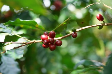 red ripe arabica cherries on a branch
