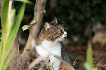 A beautiful Cat waiting on outdoor
