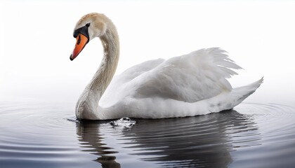 white swan on the water