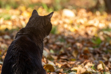 Gato negro sentado