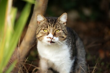 A beautiful Cat waiting on outdoor