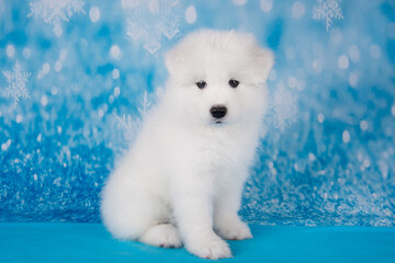 White fluffy bear small Samoyed puppy dog muzzle close up
