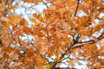 Oak autumn golden leaves on a tree.