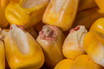 close up of corn kernels