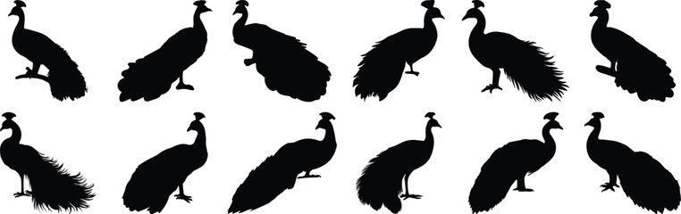 Peacock silhouette set vector design big pack of bird illustration and icon