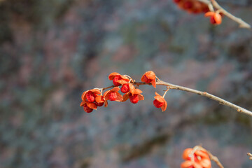 Small red berries of climbing bittersweet in winter