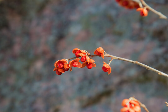 Small red berries of climbing bittersweet in winter