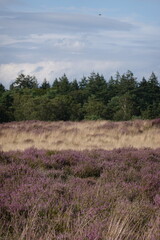 Obraz premium Dutch wild pink heathland flowers