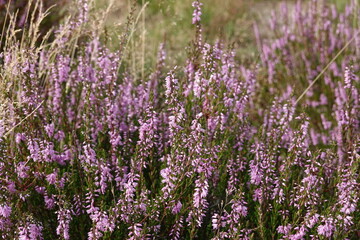 Close up of European heather flowers