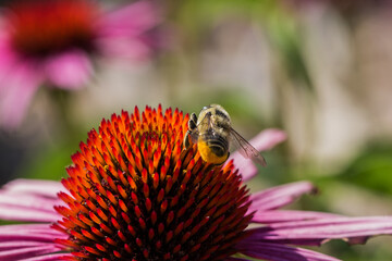bee on purple coneflower