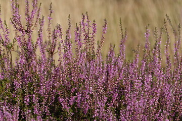 Fototapeta premium Close up of European heather flowers