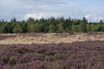 Dutch wild pink heathland flowers